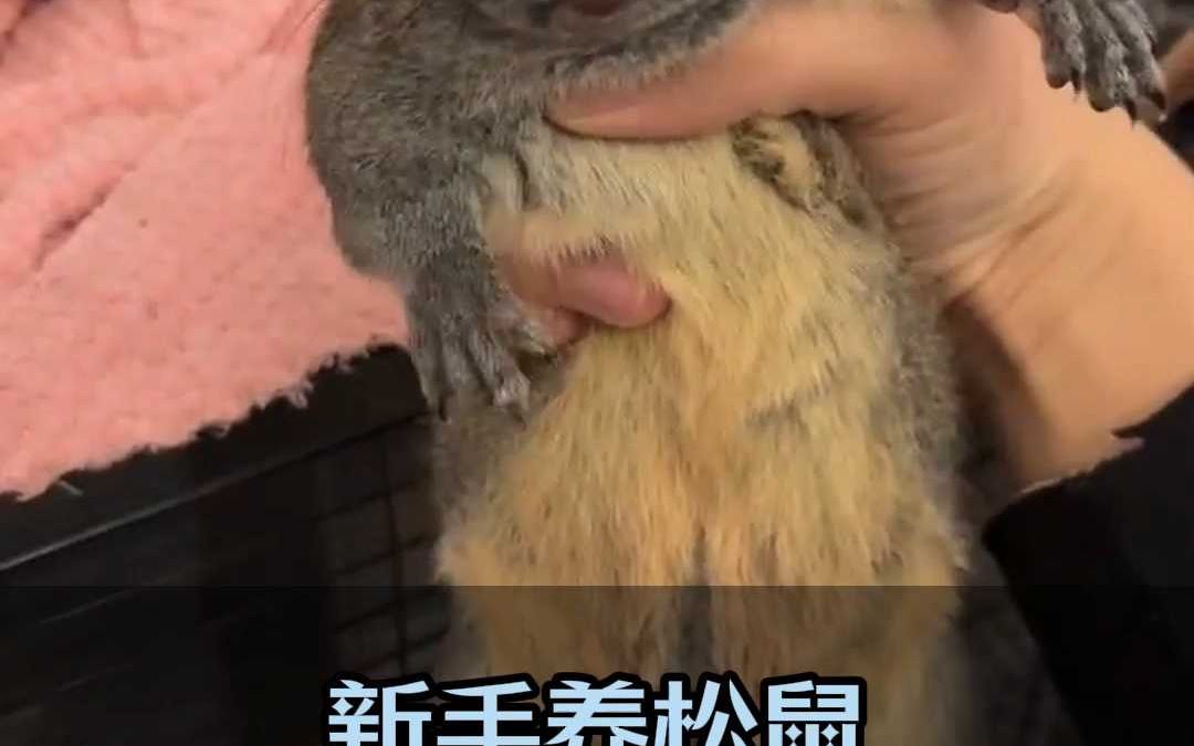 黄山松鼠和红腹松鼠哪个更好养?