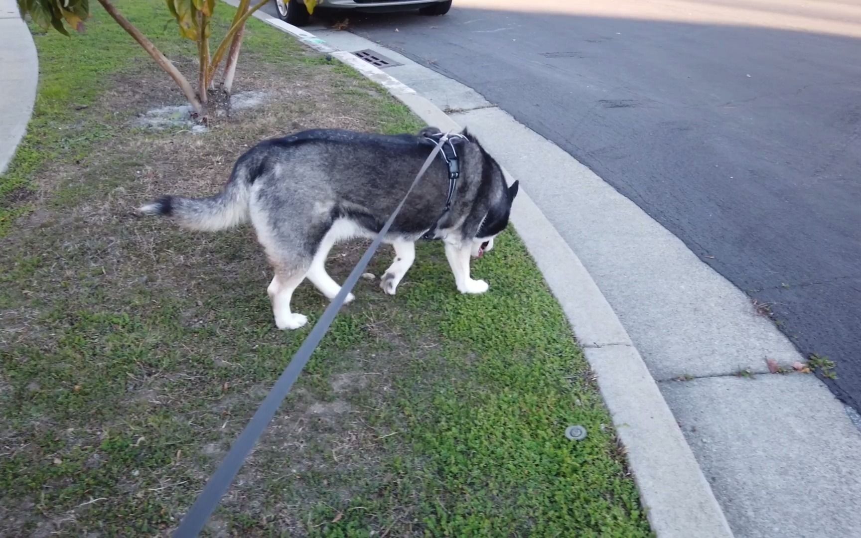 在家附近遛哈士奇