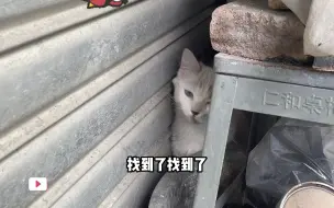 Download Video: 刚买2天的布偶猫丢了，找猫团队1小时破案 铲屎官发现猫咪不见时，和家人马上开始寻找，但由于是在城镇门店丢失，人流量大环境复杂，完全没发现猫咪踪迹