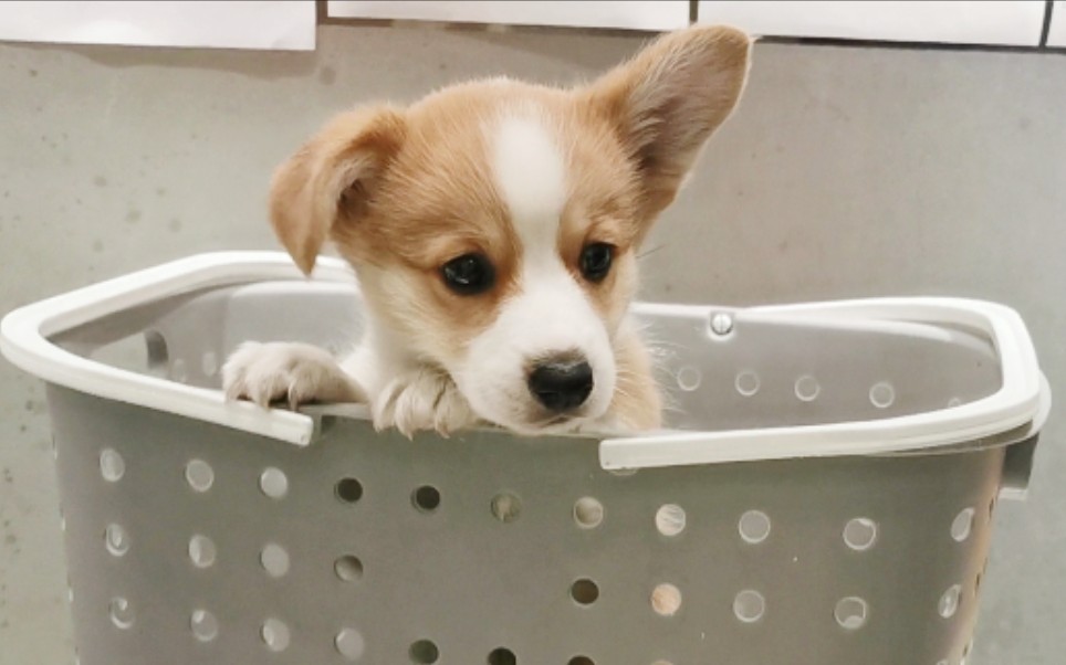 【柯基妹妹miko】家里奶凶奶凶见到大狗秒怂 | 第一次出门打疫苗超