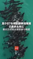 Download Video: 至少87头领航鲸搁浅海滩 已有多头死亡，数以百计民众请求参与救援