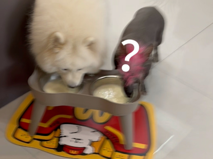 起早了，发现我妈每天早上都给我家狗泡羊奶