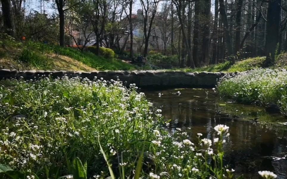 春在溪头荠菜花