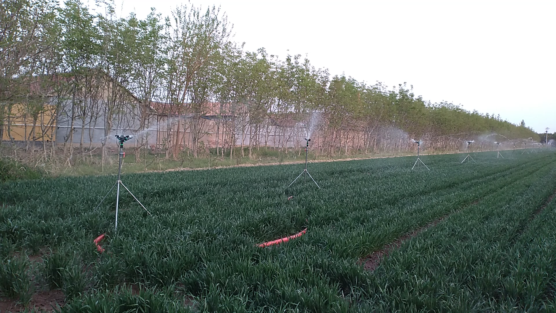 潍坊农村最先进的灌溉方式——喷淋浇地_哔哩哔哩_bilibili