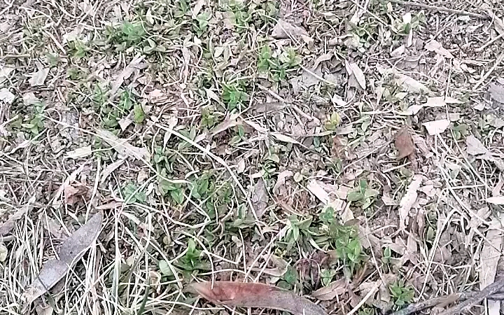 小草俏俏的发牙了