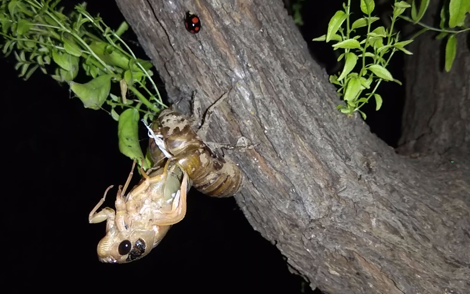 这就是生命的奇迹您见过知了猴蜕变成知了的过程吗上