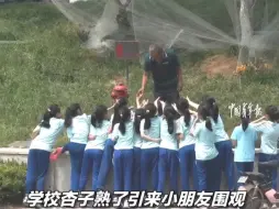 下载视频: 学校的杏子熟了，引来小朋友围观，在杏树前排队等待园林爷爷帮忙采摘解馋