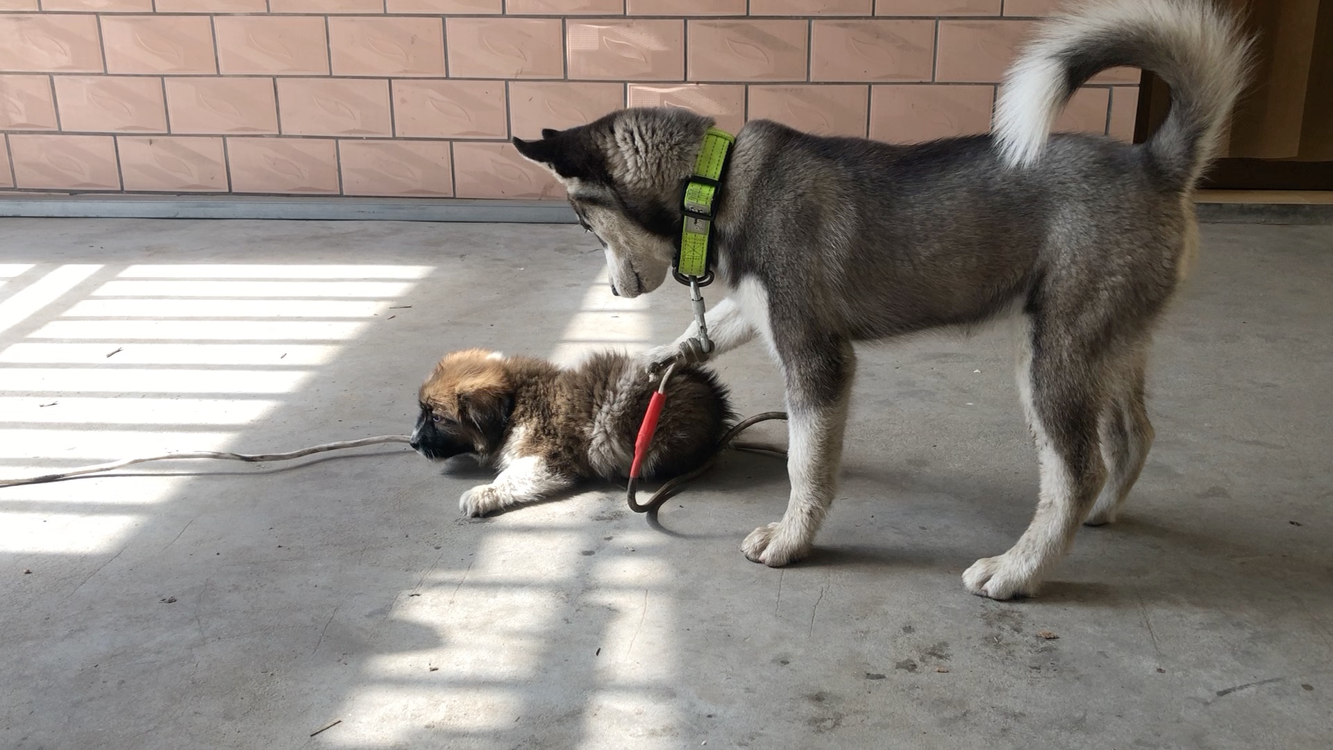 【哈士奇】干不过小土狗