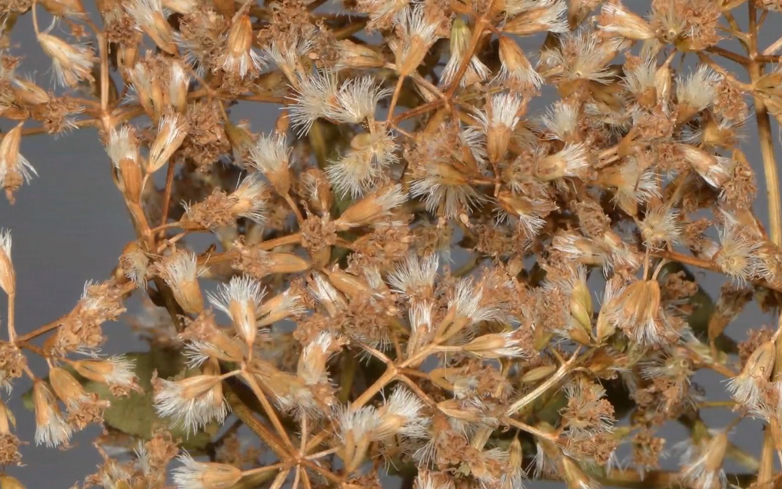 [图]中山林业有害生物之薇甘菊