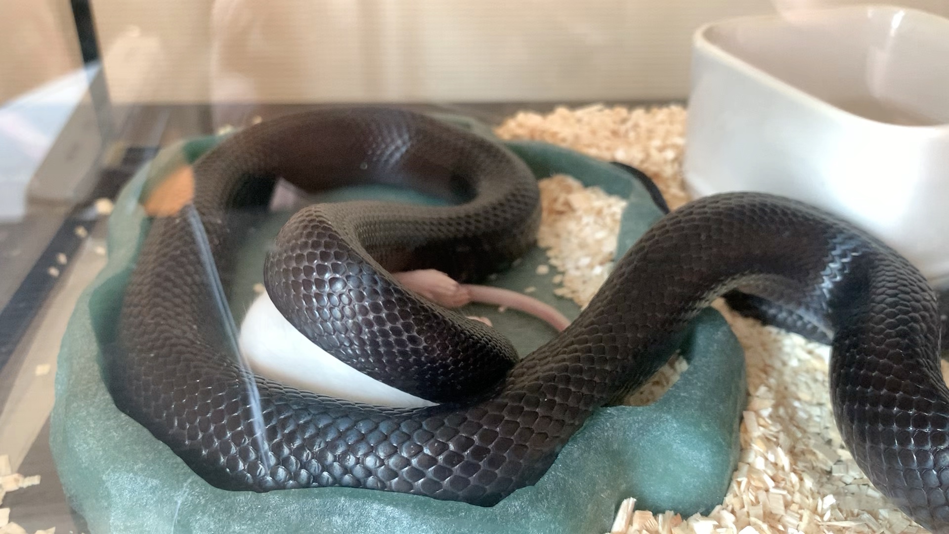 [墨西哥黑王蛇]阿怂成长记之年前最后一顿饭