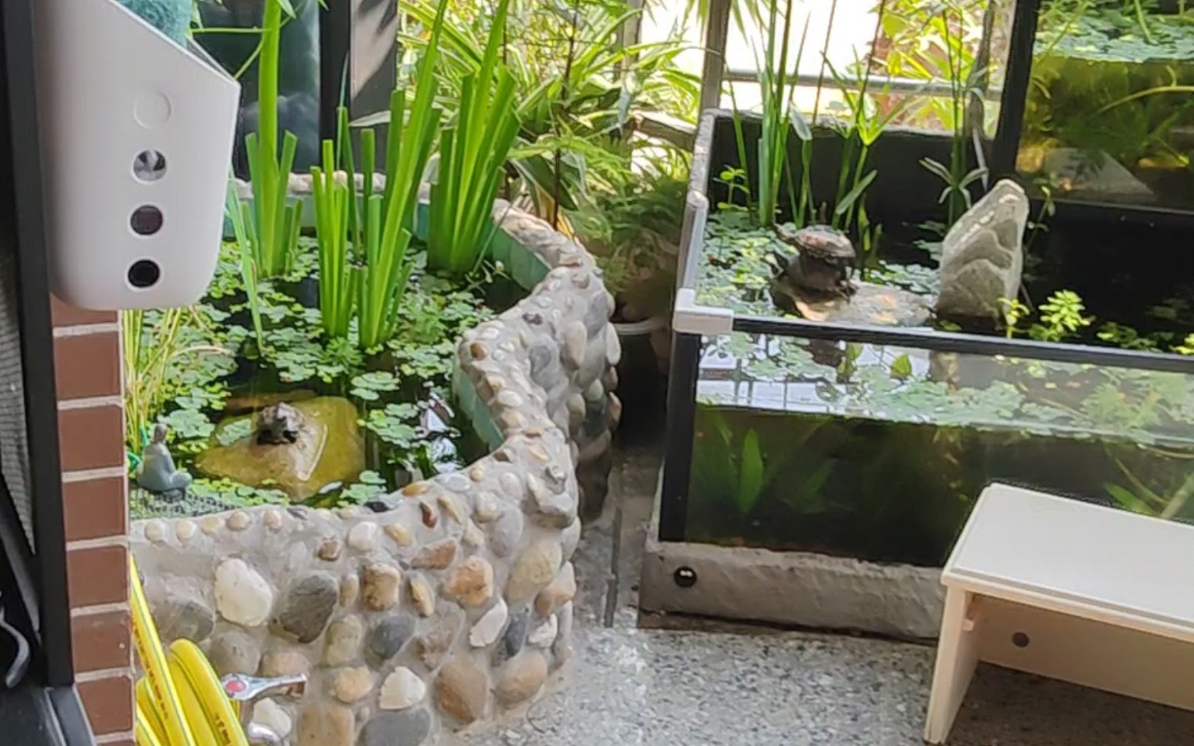 生态缸-养龟人最喜欢的画面,一镜到底的满足!舒服加倍加倍加倍