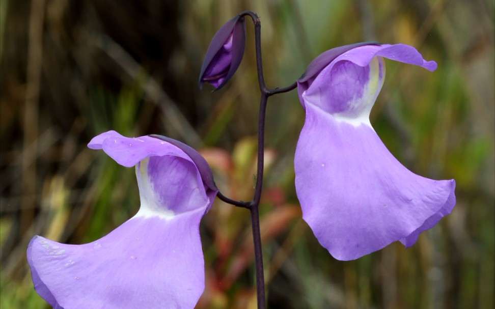 【转载】洪堡狸藻utricularia humboldtii(生肉)_哔哩哔哩_bilibili