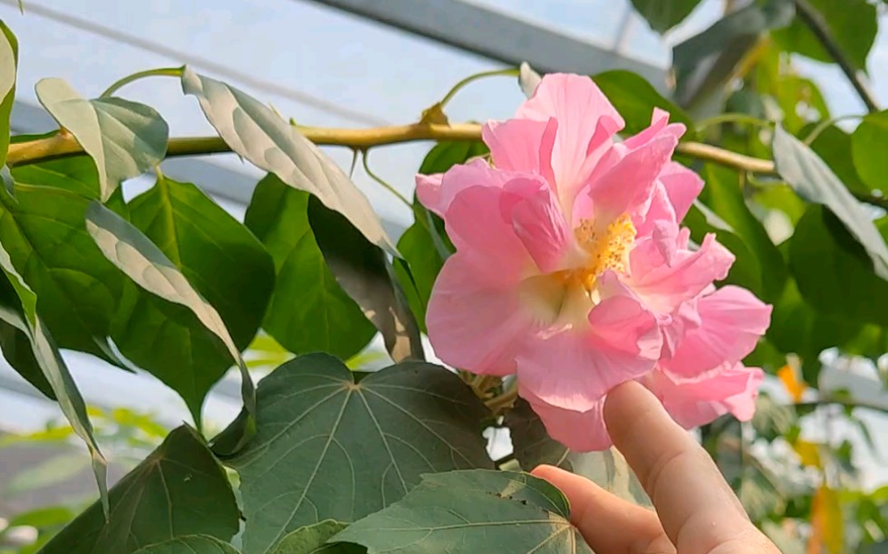 [图]木芙蓉开花了，开在树上的荷花