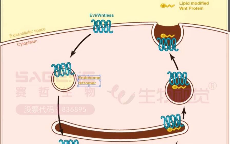 【生物视觉】大神教你一分钟绘制论文插图——pathway哔哩哔哩bilibili