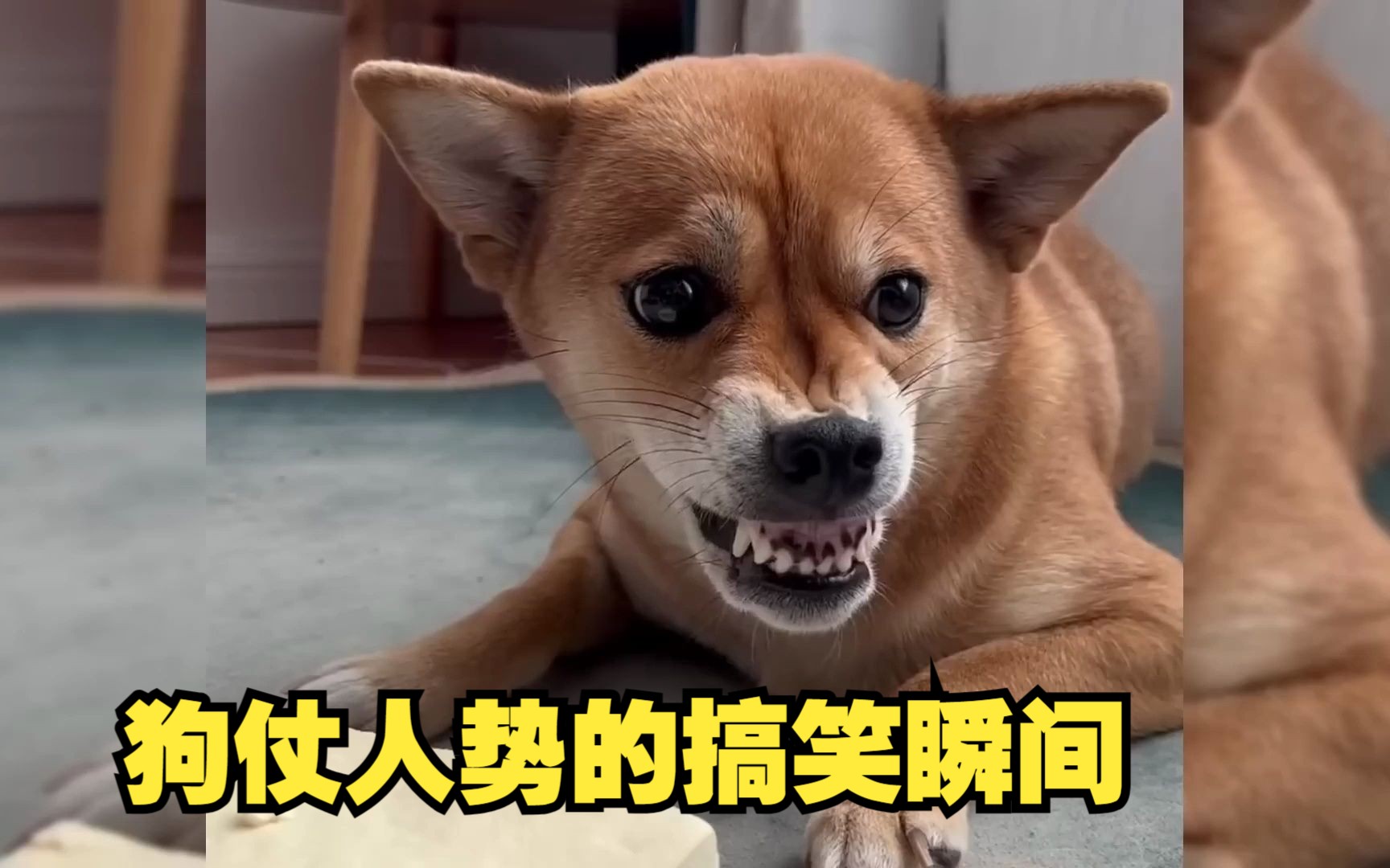 狗子:认怂?不可能,绝对不可能