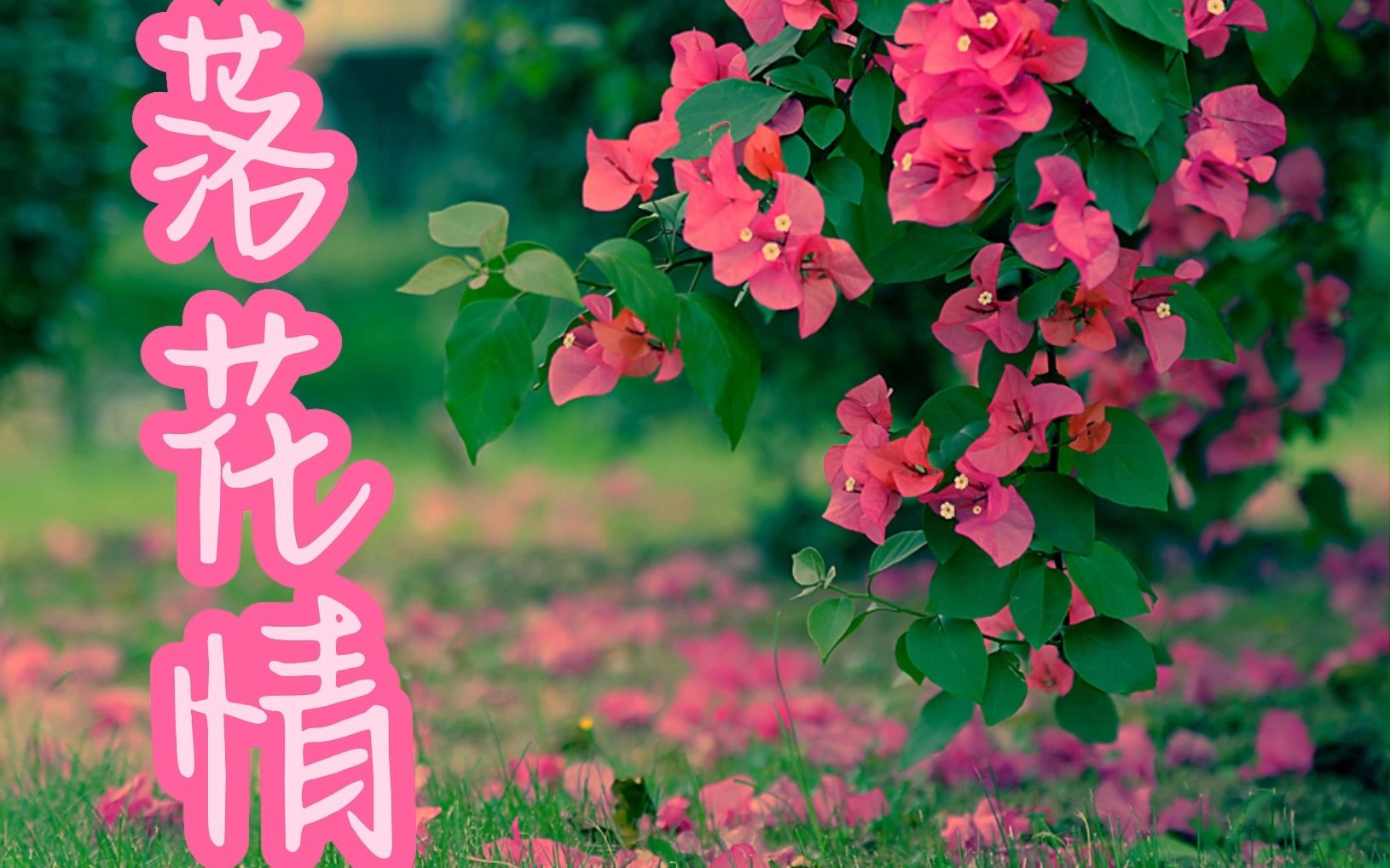 落花情 - 七朵组合 敢问苍天明月谁知佳人等了几个秋 花开花落只恨