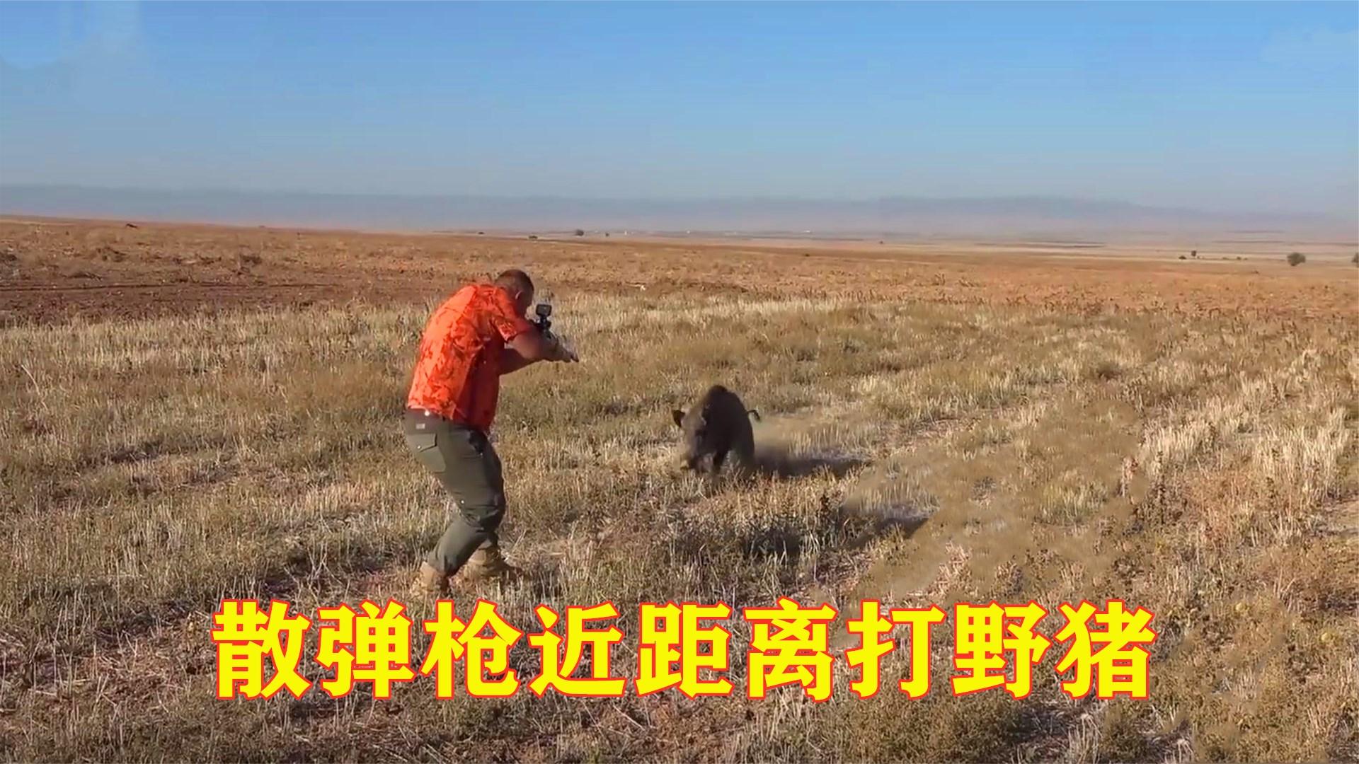 这样打野猪才是真的猛,一群野猪全部消灭,最后直接趴在地上求饶