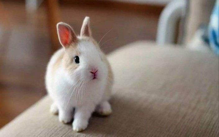 奶牛兔睁眼啦!它好可爱!