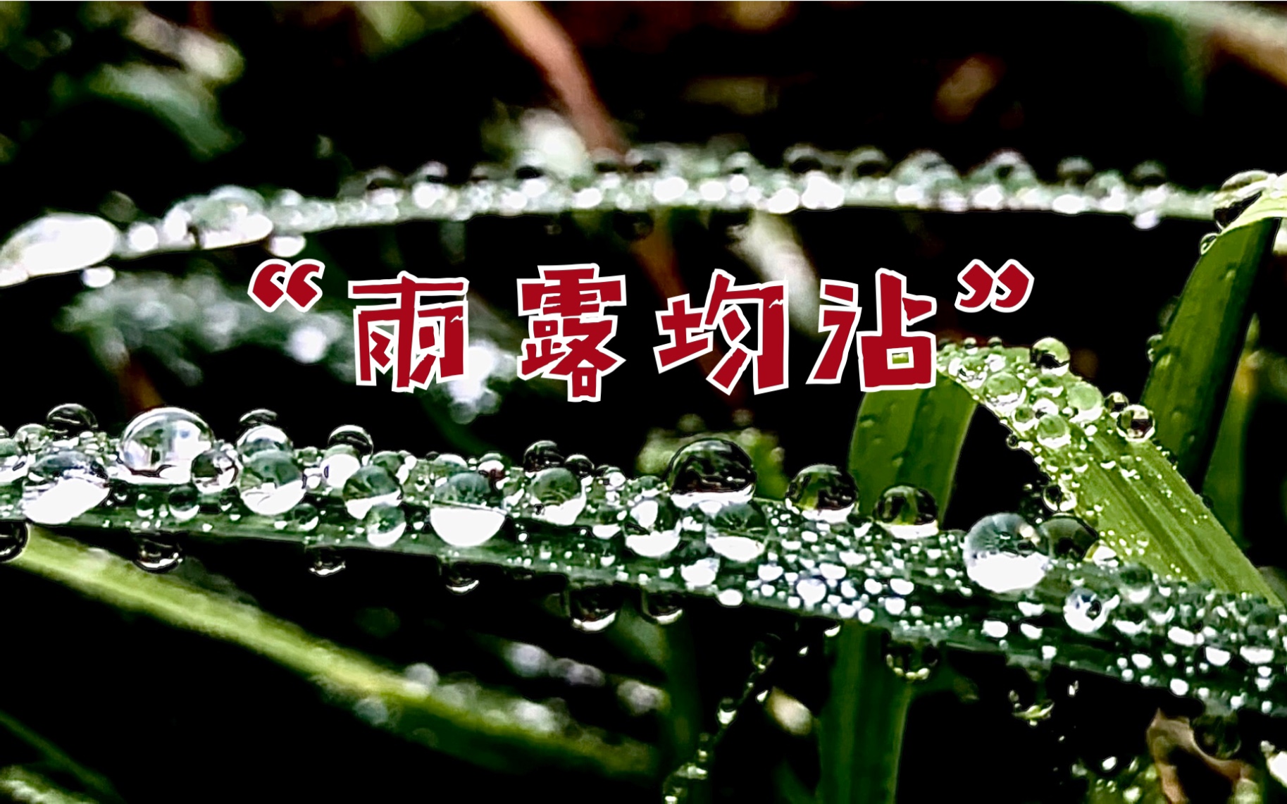 雨露均沾