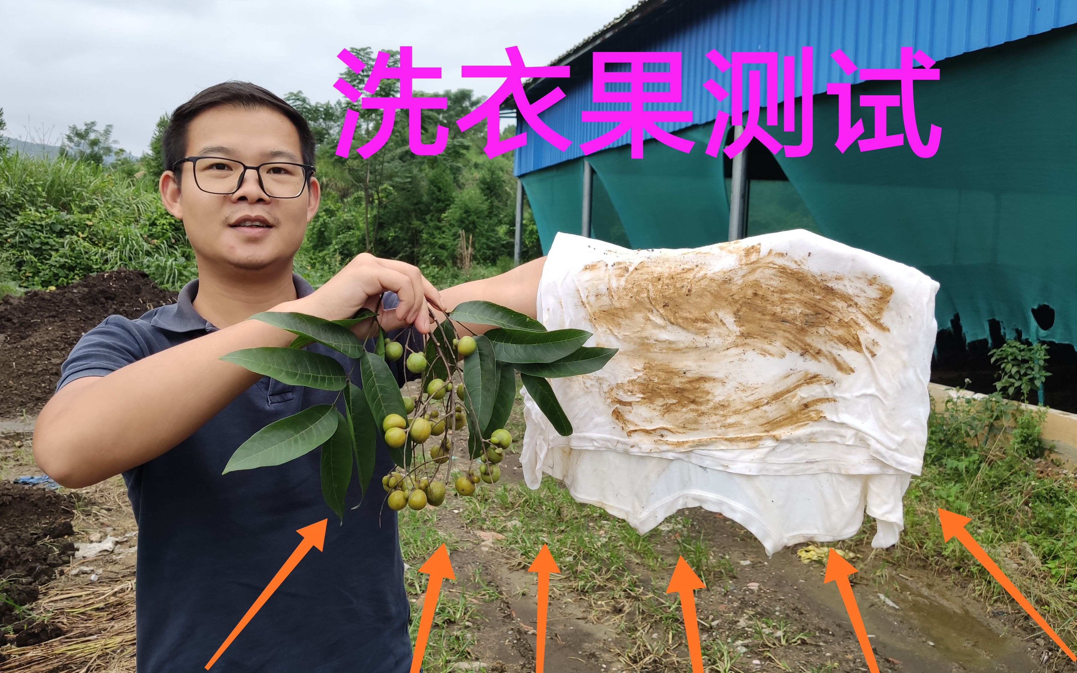 天然洗衣果清洁能力到底怎样一起看看结果吧