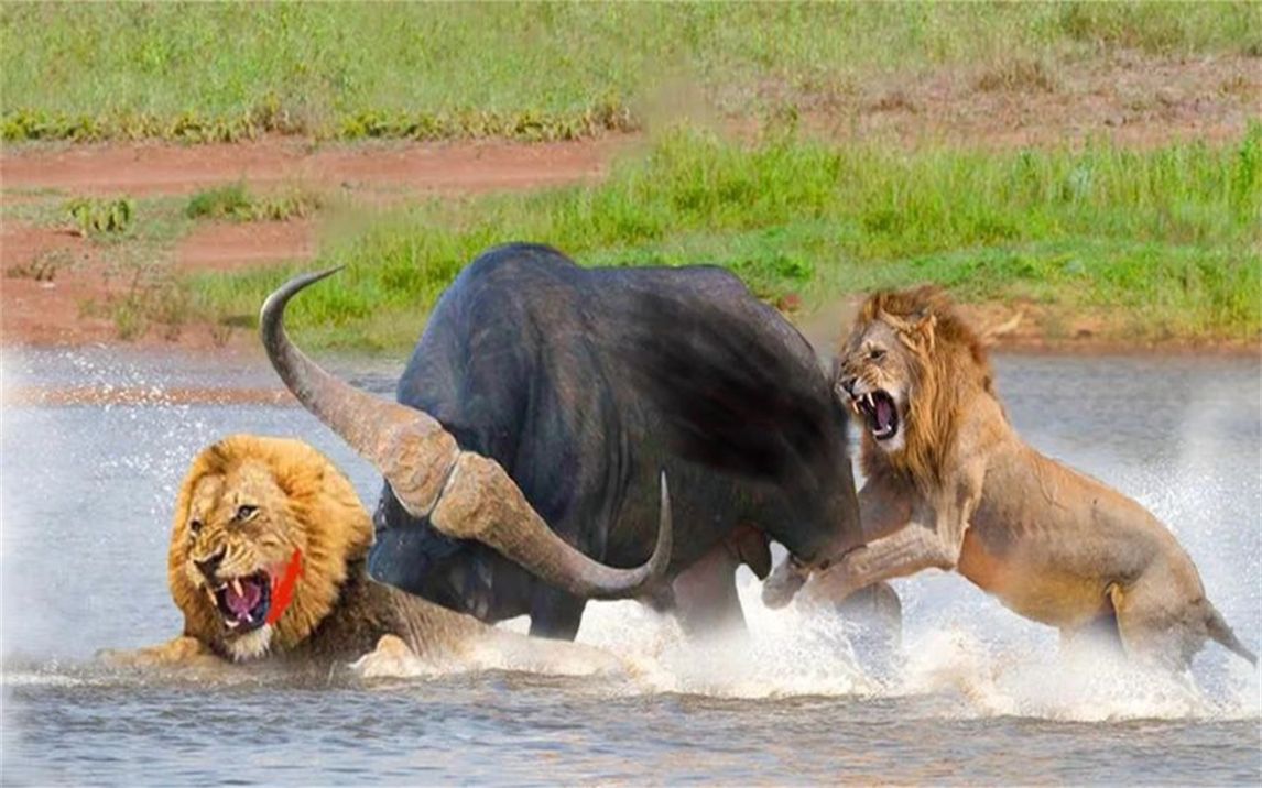 狮子被水牛撞到河里:狮子猎野猪非常壮观,野生动物攻击!