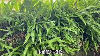 Download Video: 农村常见的这种植物，就是毒蛇的克星，很多人不知道