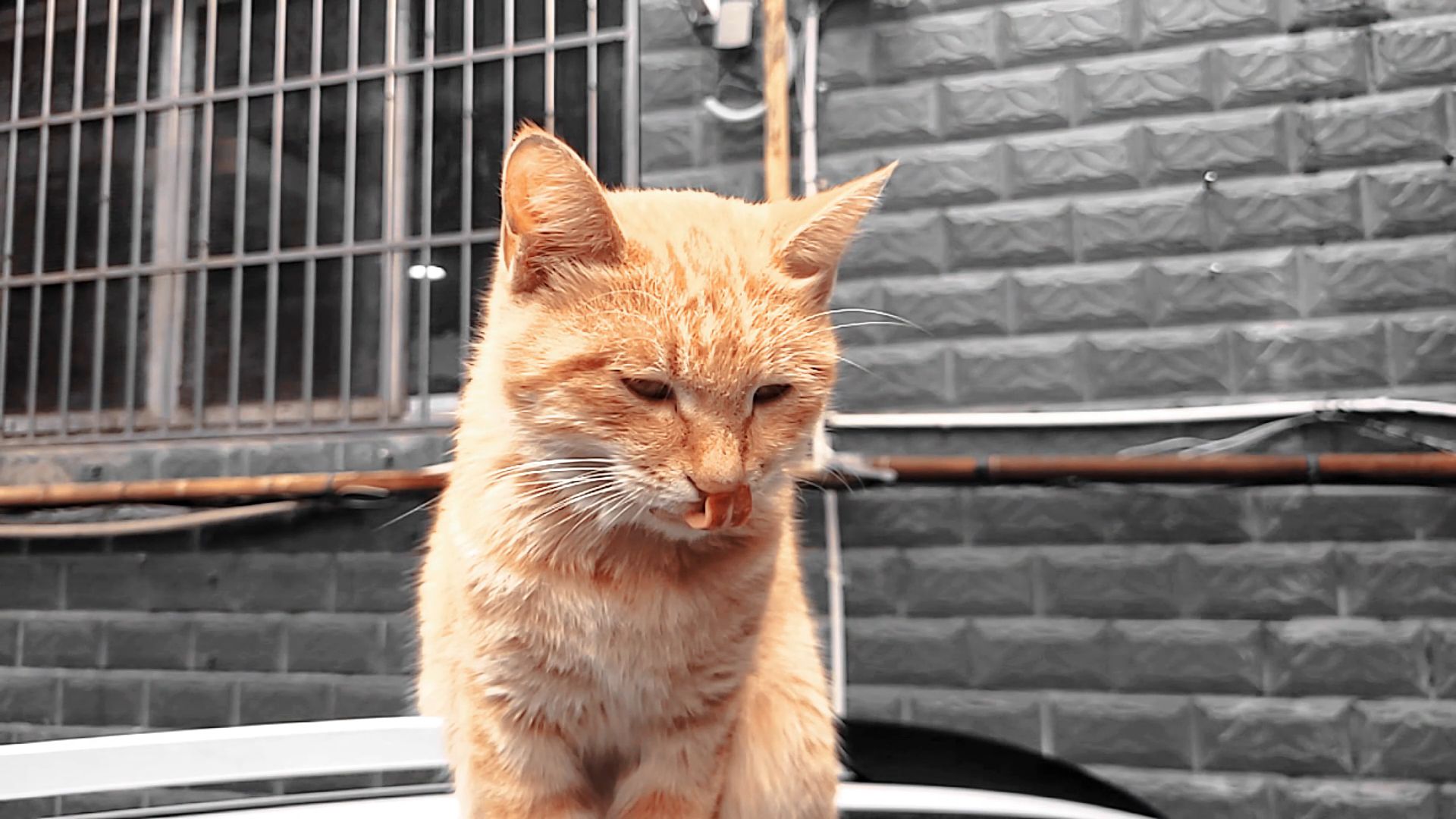 这么高冷的猫,你爱了么