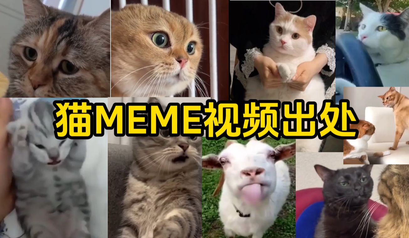 [图]热门猫meme原视频出处（上）