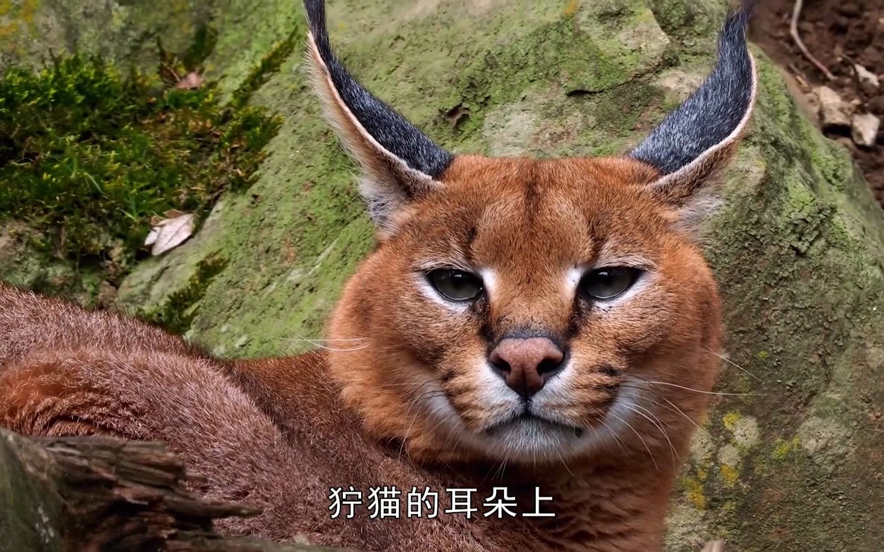 "鸟类杀手"狞猫,非洲草原上的孤傲猎手!