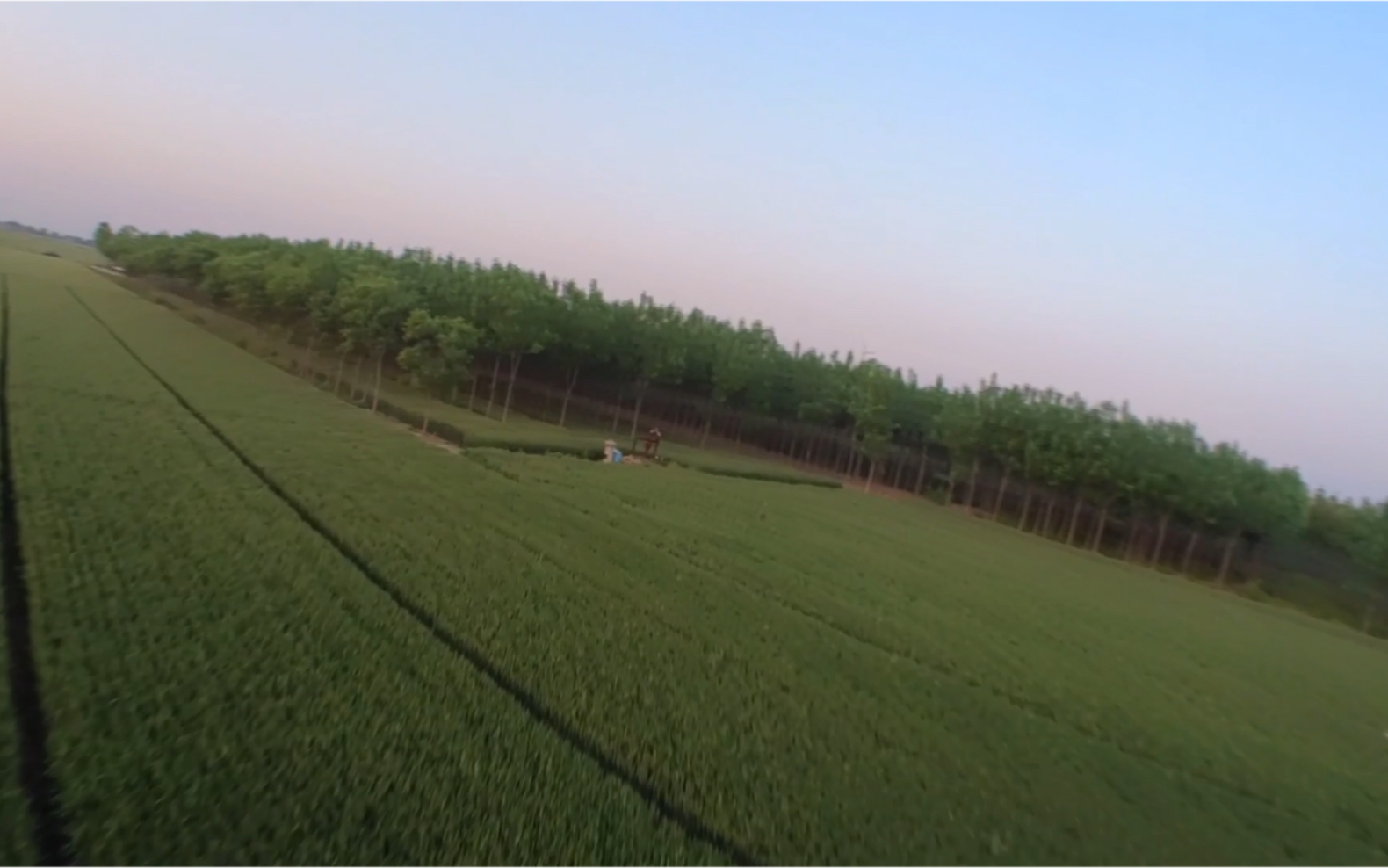 [图]FPV 穿越绿油油的麦田