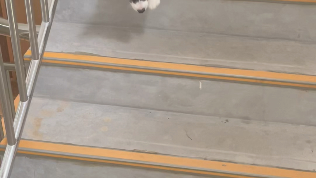 小柯基第一次学会下楼梯