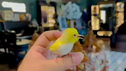 萌宠 黄化绣眼鸟