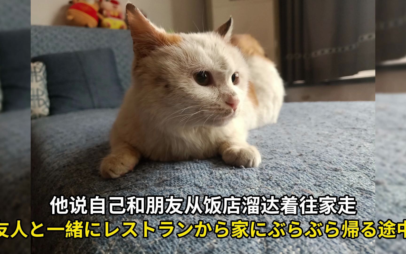 中日民众“我与流浪猫的故事”征集视频集锦哔哩哔哩bilibili