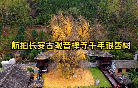 航拍西安长安古观音禅寺1500年前唐太宗李世民手植银杏树壮观全景哔哩哔哩bilibili