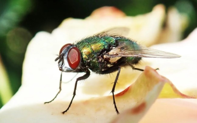 可恶的苍蝇,恶心的苍蝇,讨厌的苍蝇,肮脏的苍蝇