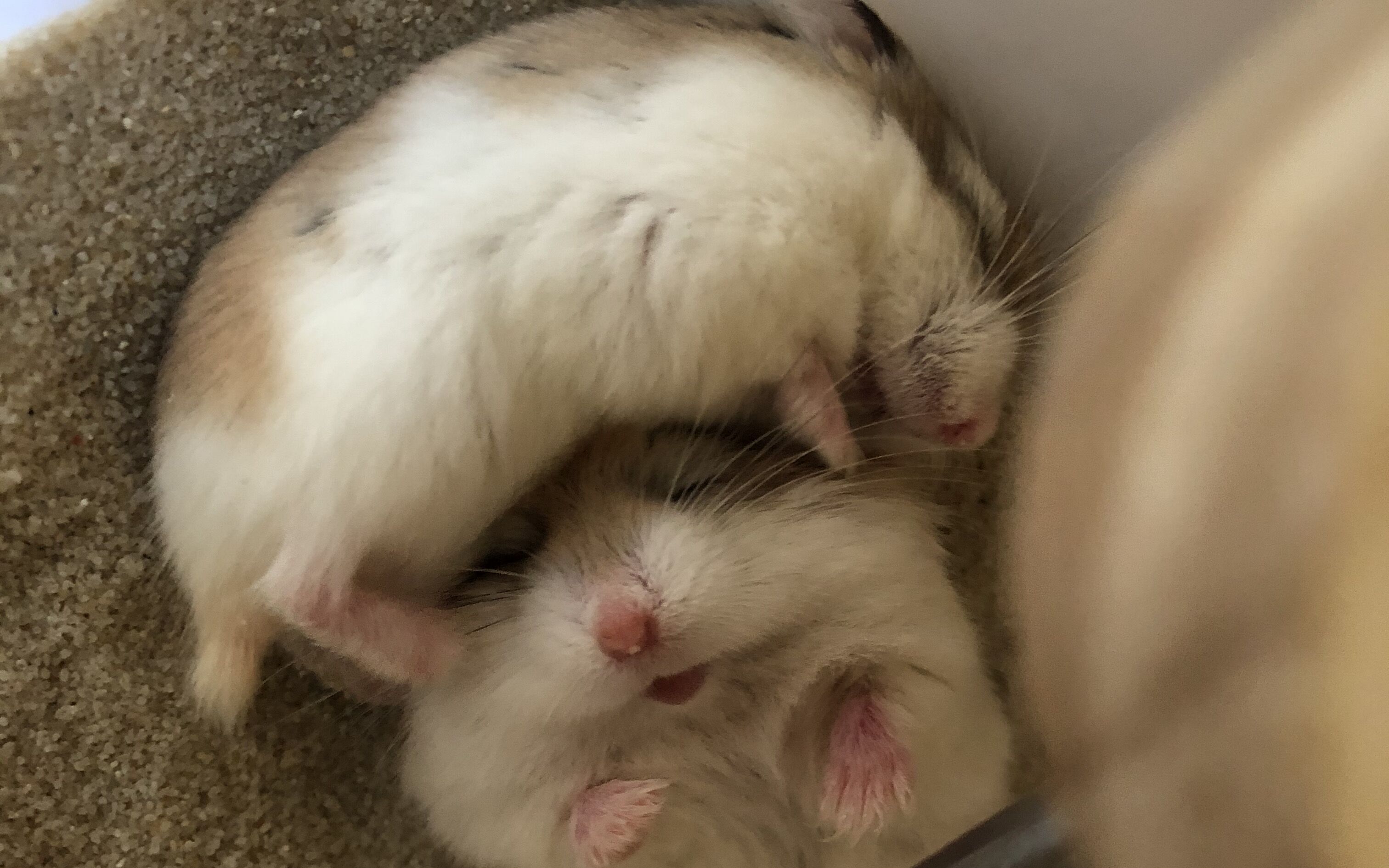 【公婆鼠】在手上把玩公婆鼠的正确方式_哔哩哔哩_bilibili