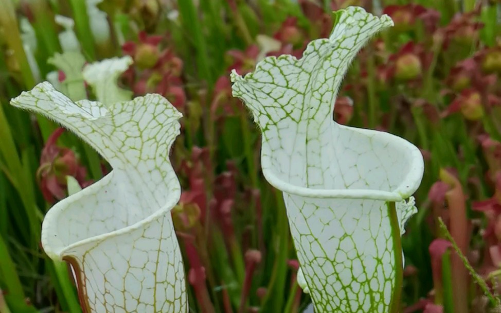 白瓶子草 食虫植物