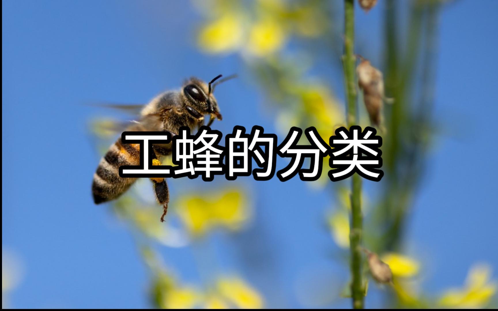 【蜜蜂知多少07】工蜂的分类哔哩哔哩bilibili