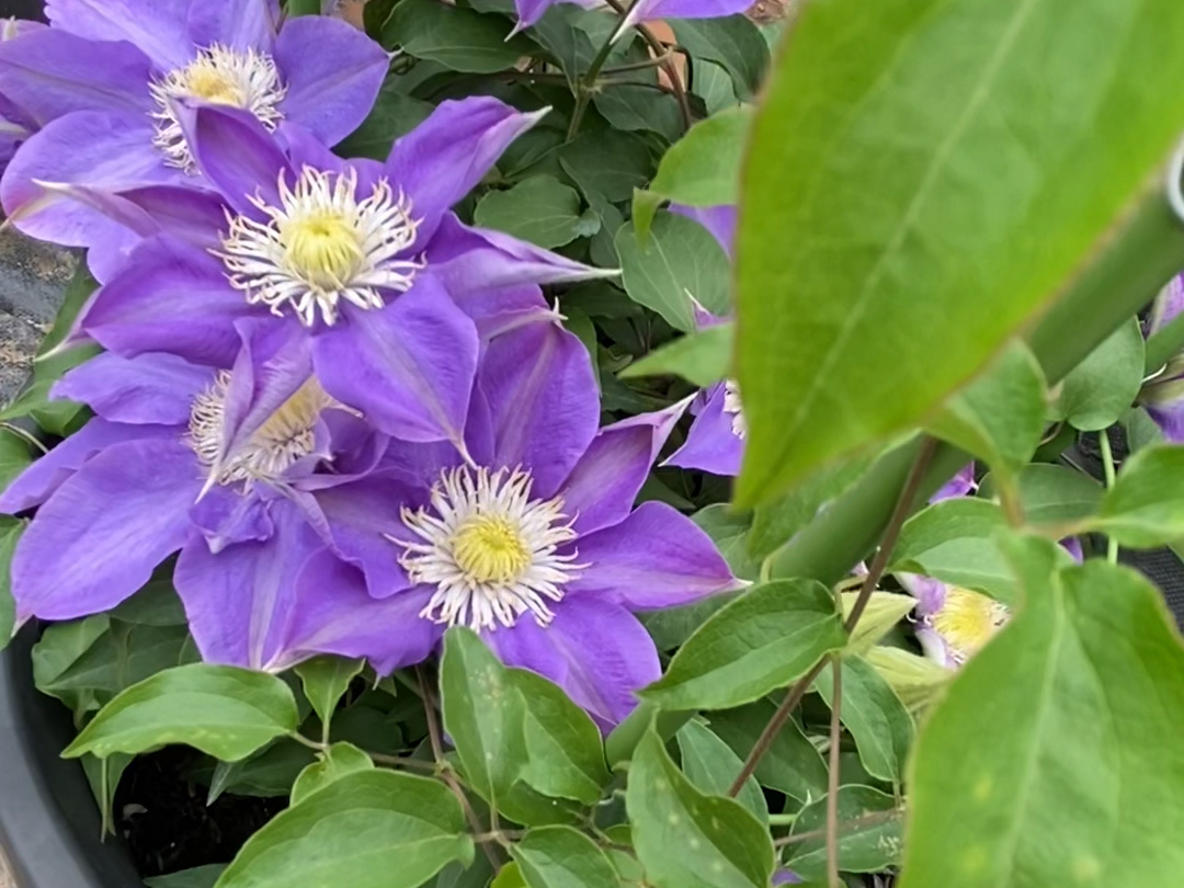 第1集 铁线莲——蓝色诱惑,适合阳台系列.