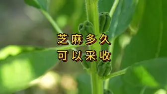 Download Video: 芝麻种上后都没去管理，产量还可以