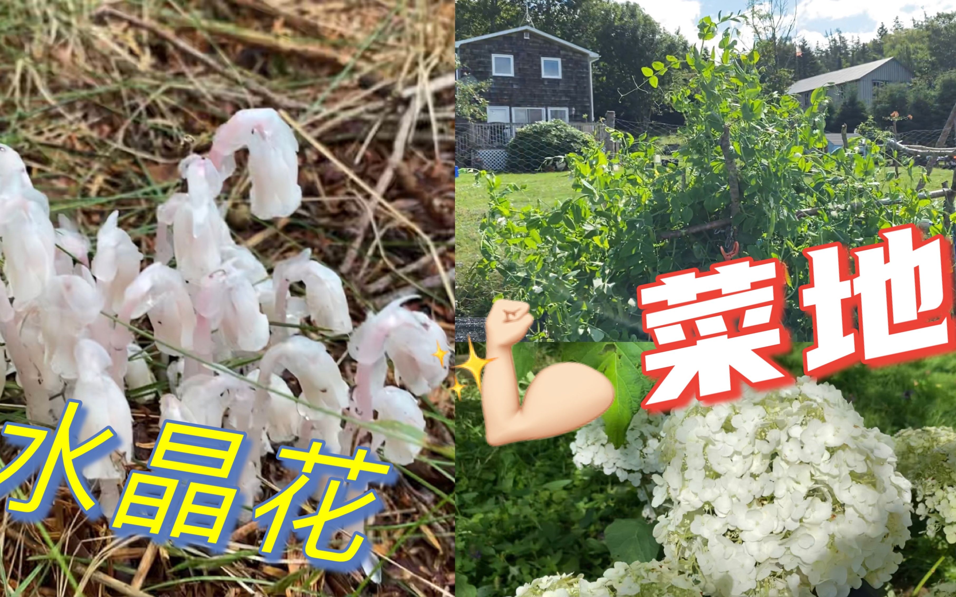 惊现水晶花(幽灵花)!/菜地更新,带你探索我家周围!哔哩哔哩bilibili