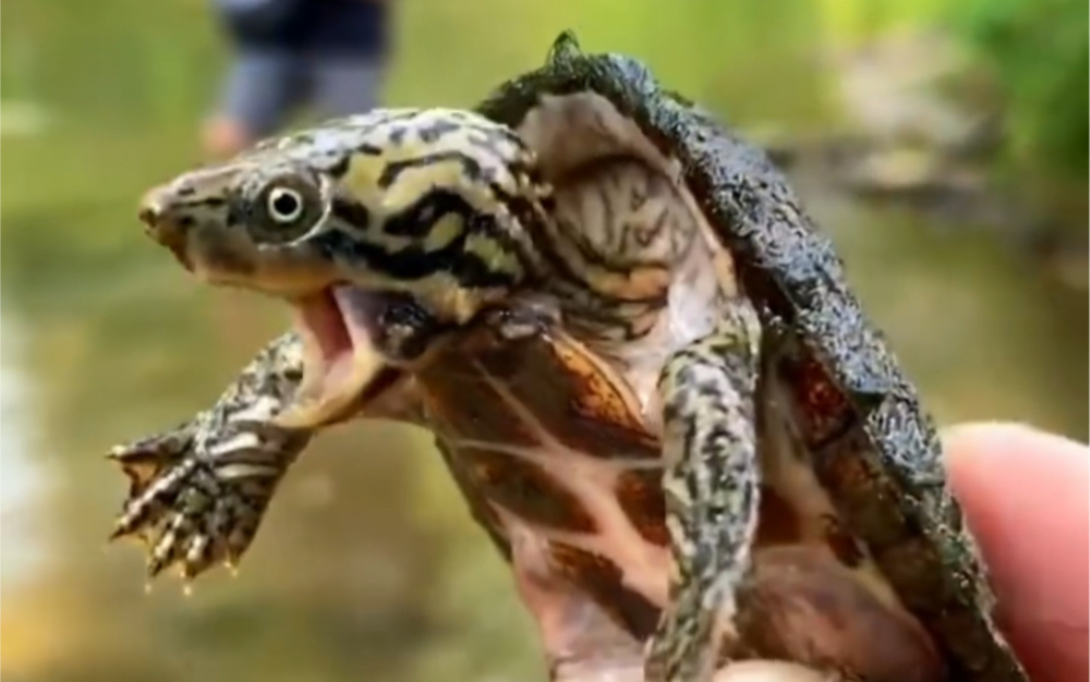 每天了解一种龟,虎纹蛋龟,颜值高,互动好,可以深水饲养,就是价格太贵