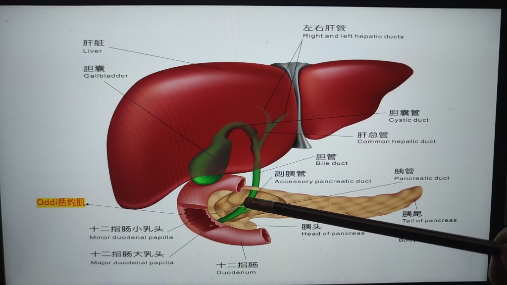 左右肝管图片