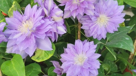 铁线莲钻石球藤本花卉有点像円空