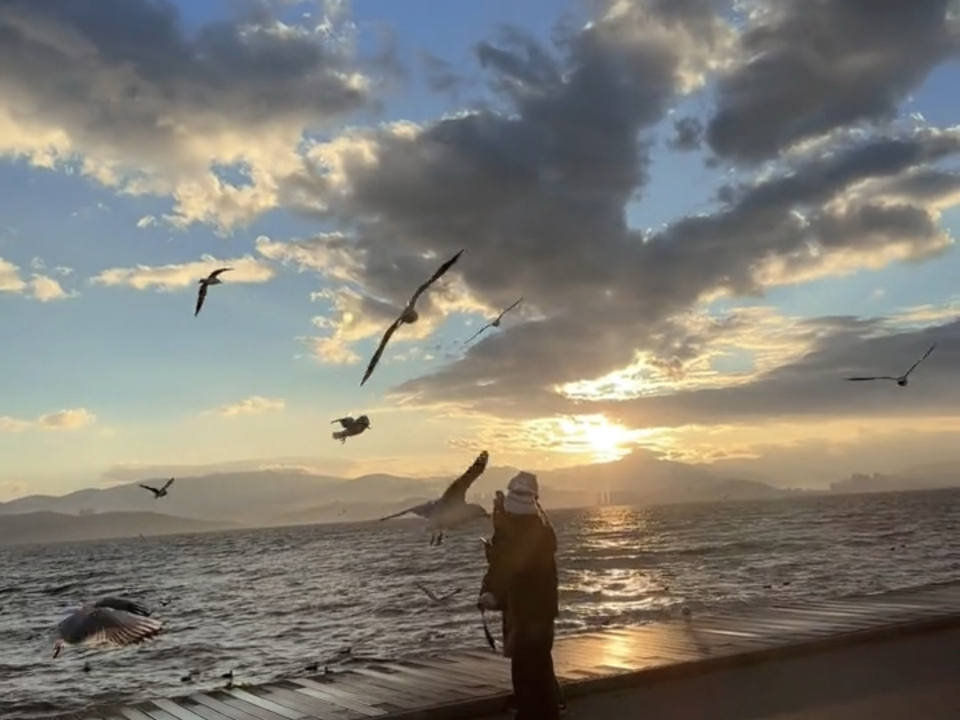 海鸟跟鱼相爱图片