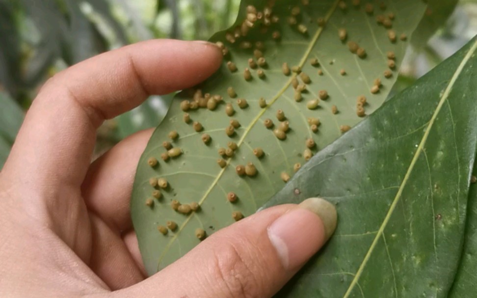 (求助)密集恐惧慎入 这是什么虫卵?