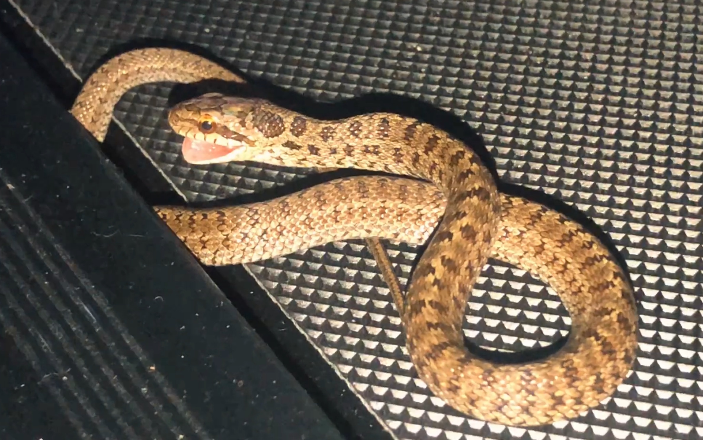 国产玉米蛇—白条锦蛇喂食_哔哩哔哩 (゜-゜)つロ 干杯~-bilibili