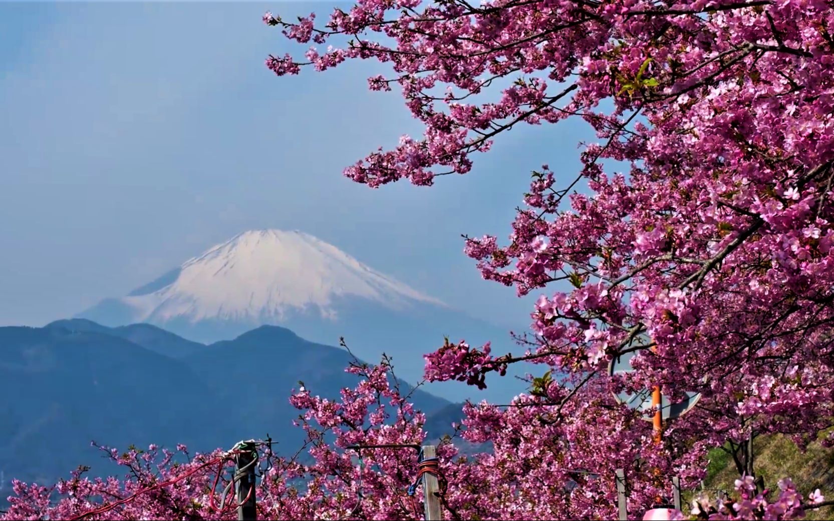 日本漫步2019松田樱花祭4k