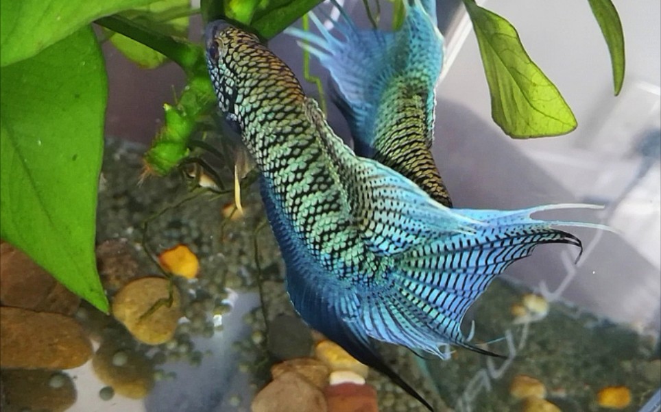 中国斗鱼激战场面--蛇纹斗鱼