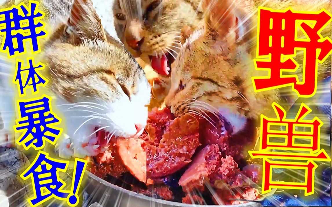 当我给一只生活在恶劣的户外环境中的饥饿的流浪猫喂食时,我拼命地吃它.哔哩哔哩bilibili